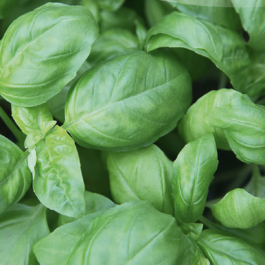 Basilic à grandes feuilles