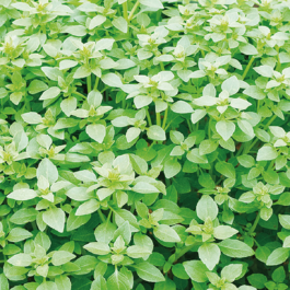 Basilic à petites feuilles