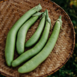 Louisiana long green