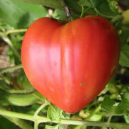 Coeur de boeuf rose