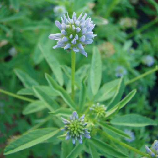 Trigonelle bleue