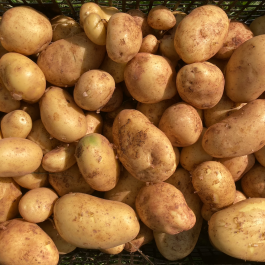 Pommes de terre nouvelles