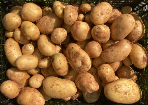 Pommes de terre nouvelles