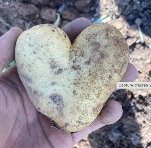 Pommes de terre à chair ferme (vrac) – Image 3