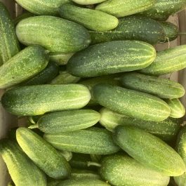 Cornichon