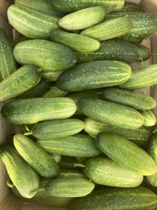 Cornichon