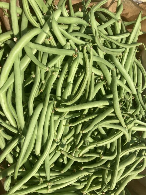 Haricots