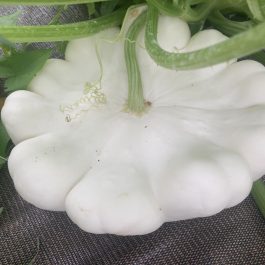 Pâtisson