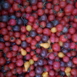 Tomates cerise