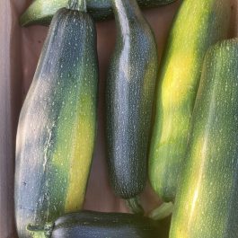 Courgette calibre moyen