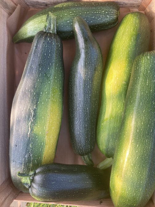 Courgette calibre moyen
