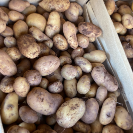 Pommes de terre à chair ferme déclassées