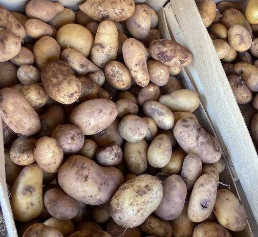 Pommes de terre à chair ferme déclassées