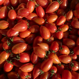 Tomates cocktail