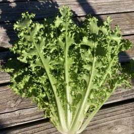 Chicorée frisée