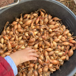 Bulbilles d’oignon jaune Sturon AB