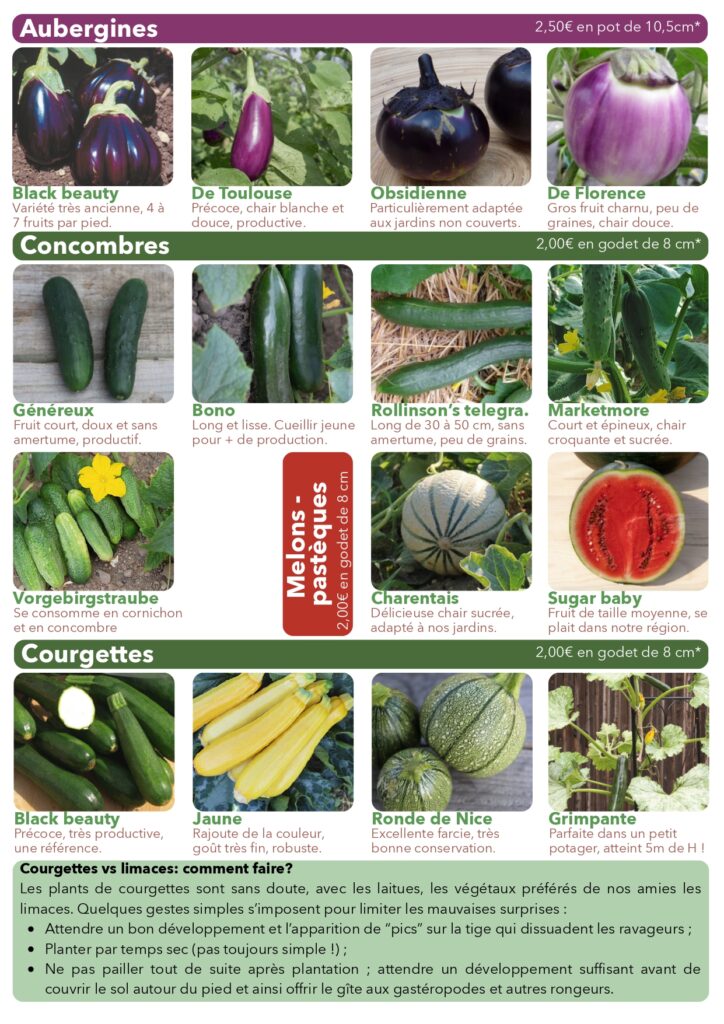 Plants de légumes fleurs et aromates bio à Plancher-Bas Belfort vente directe maraîcher aubergine concombre courgette